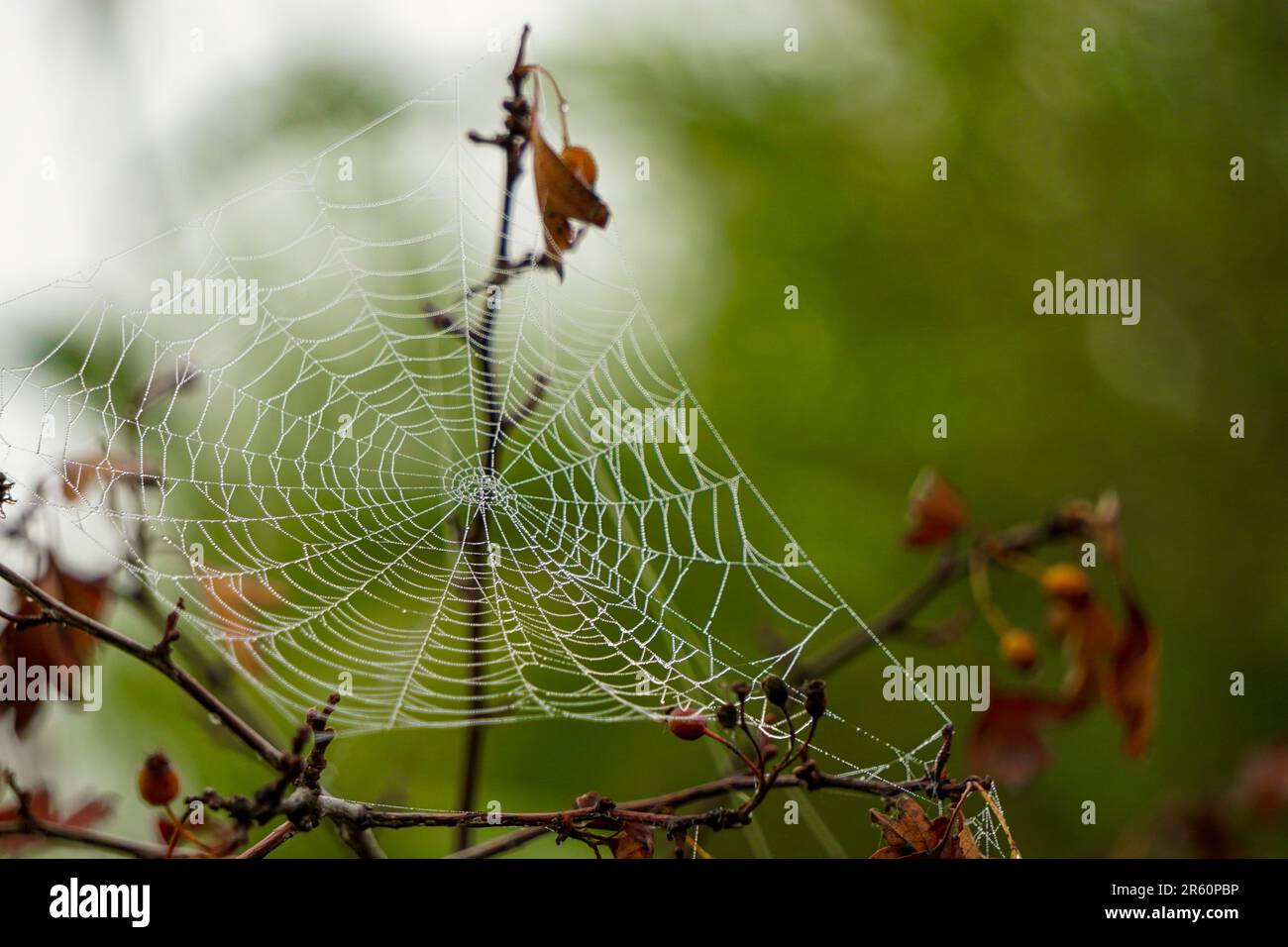 Spinnennetz in der Natur mit Morgennebel aus nächster Nähe Stockfoto