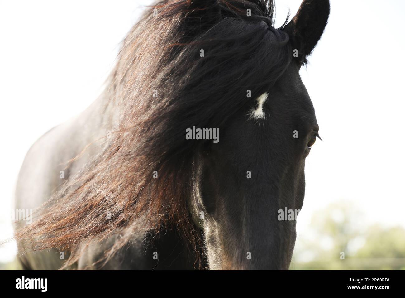 Porträt eines schwarzen Pony, Kopf und Nacken Stockfoto