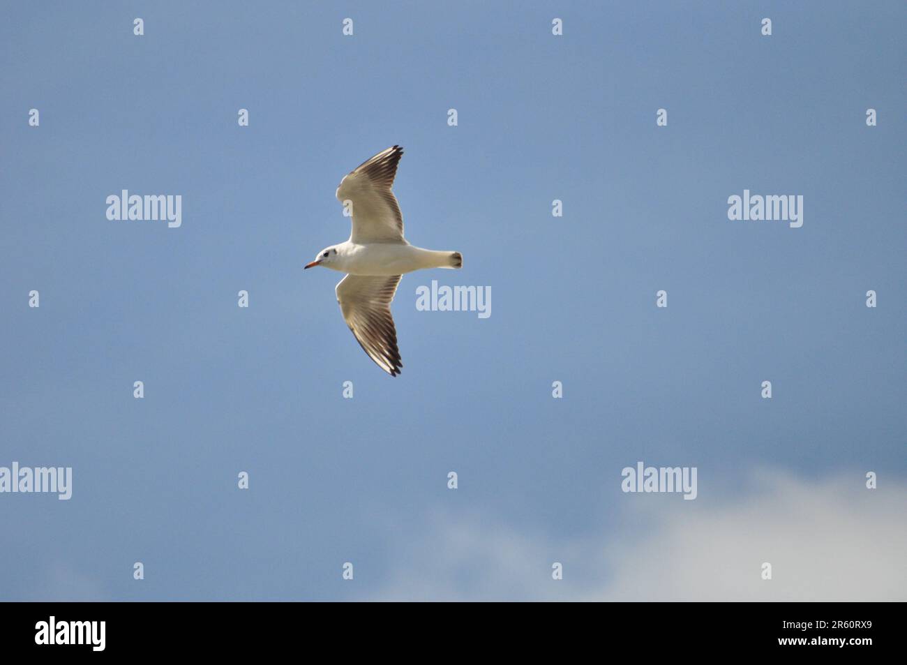 Möwe im Flug Stockfoto