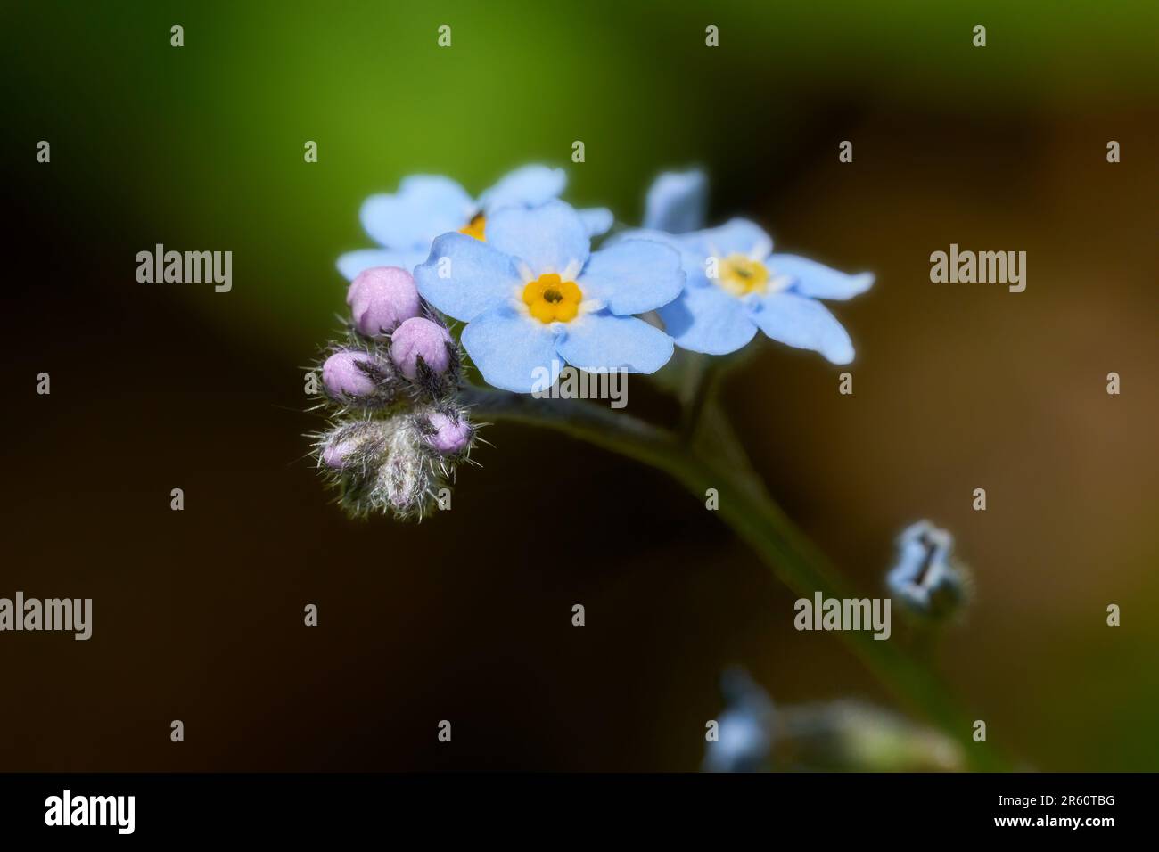 Holz vergesst-mich-nicht (Myosotis sylvatica) - blaue Blumen und rosa Knospen Makro Stockfoto