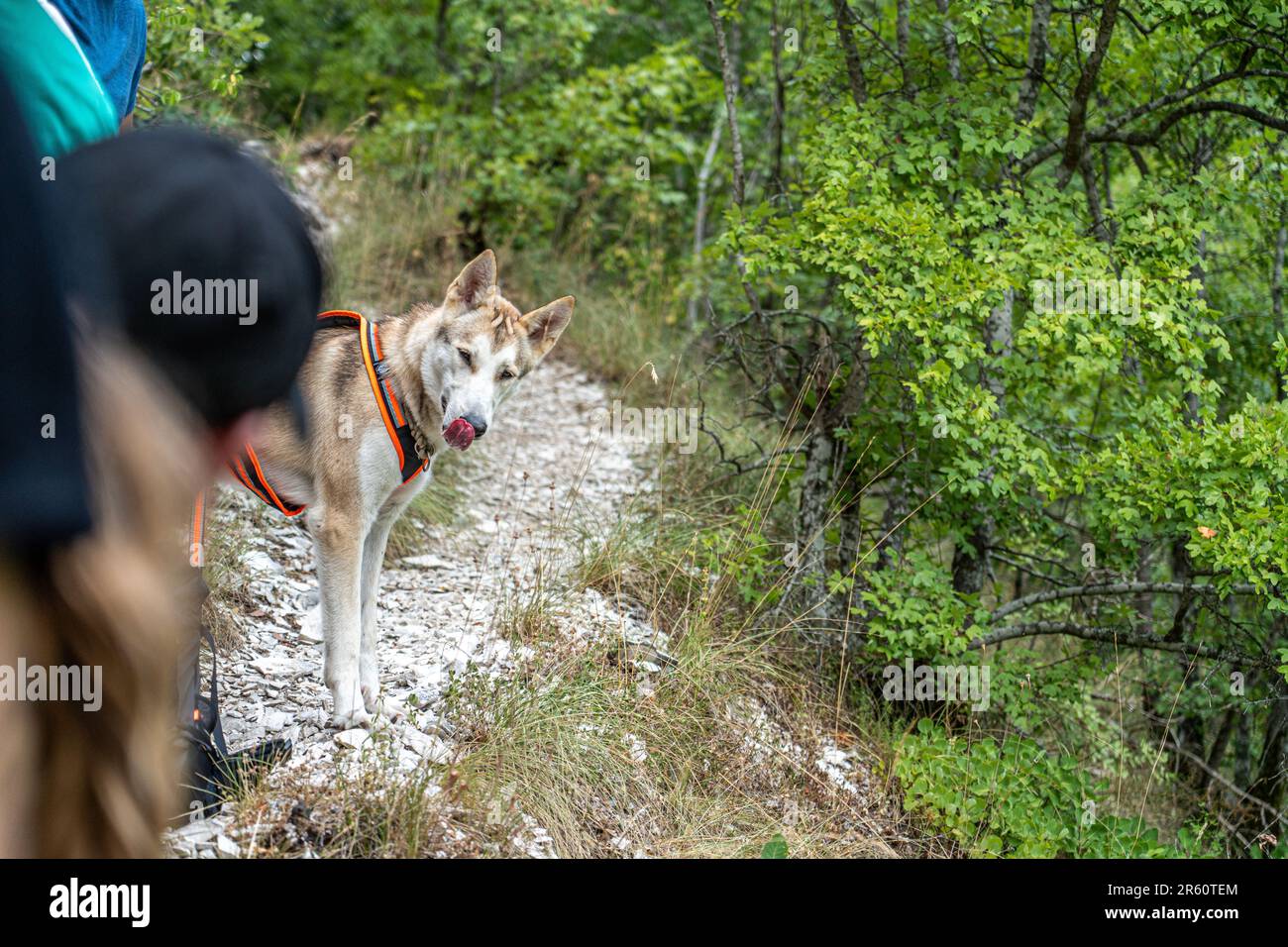Ein Husky-Hund, der mit einer Gruppe Wanderer spaziert Stockfoto
