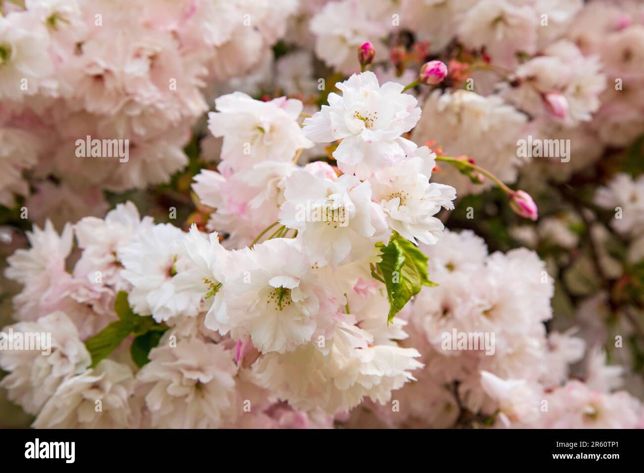 Zierkirschblüte, Medstead, Hampshire, England, Vereinigtes Königreich. Stockfoto