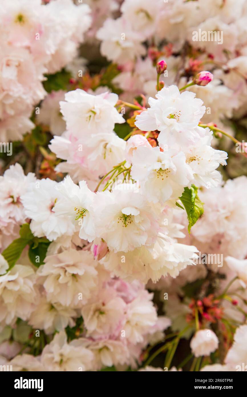 Zierkirschblüte, Medstead, Hampshire, England, Vereinigtes Königreich. Stockfoto