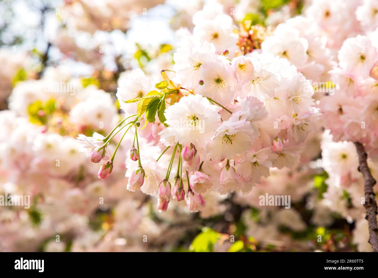 Zierkirschblüte, Medstead, Hampshire, England, Vereinigtes Königreich. Stockfoto