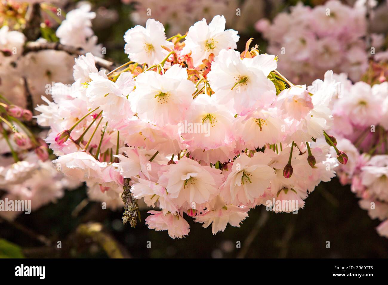 Zierkirschblüte, Medstead, Hampshire, England, Vereinigtes Königreich. Stockfoto