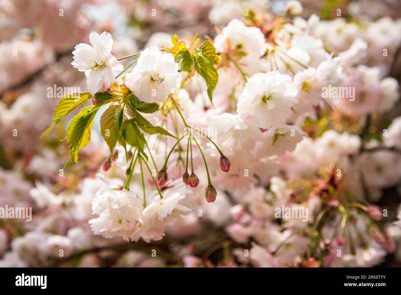 Zierkirschblüte, Medstead, Hampshire, England, Vereinigtes Königreich. Stockfoto