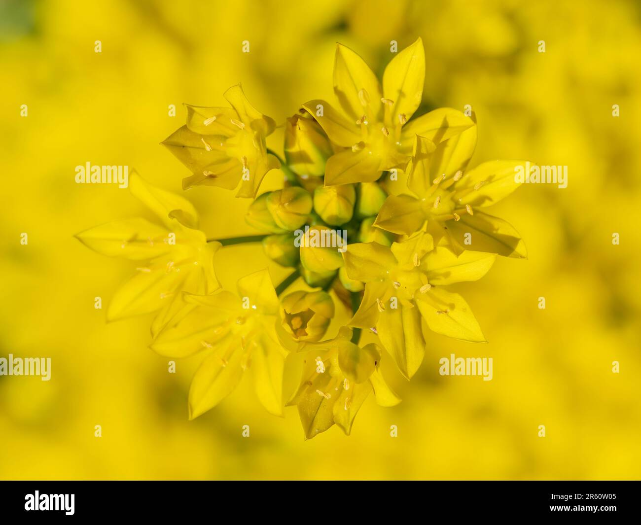 Blühender gelber Allium, auch bekannt als Allium Moly, Gelber Knoblauch, Goldener Knoblauch und Lilie Lauch Stockfoto