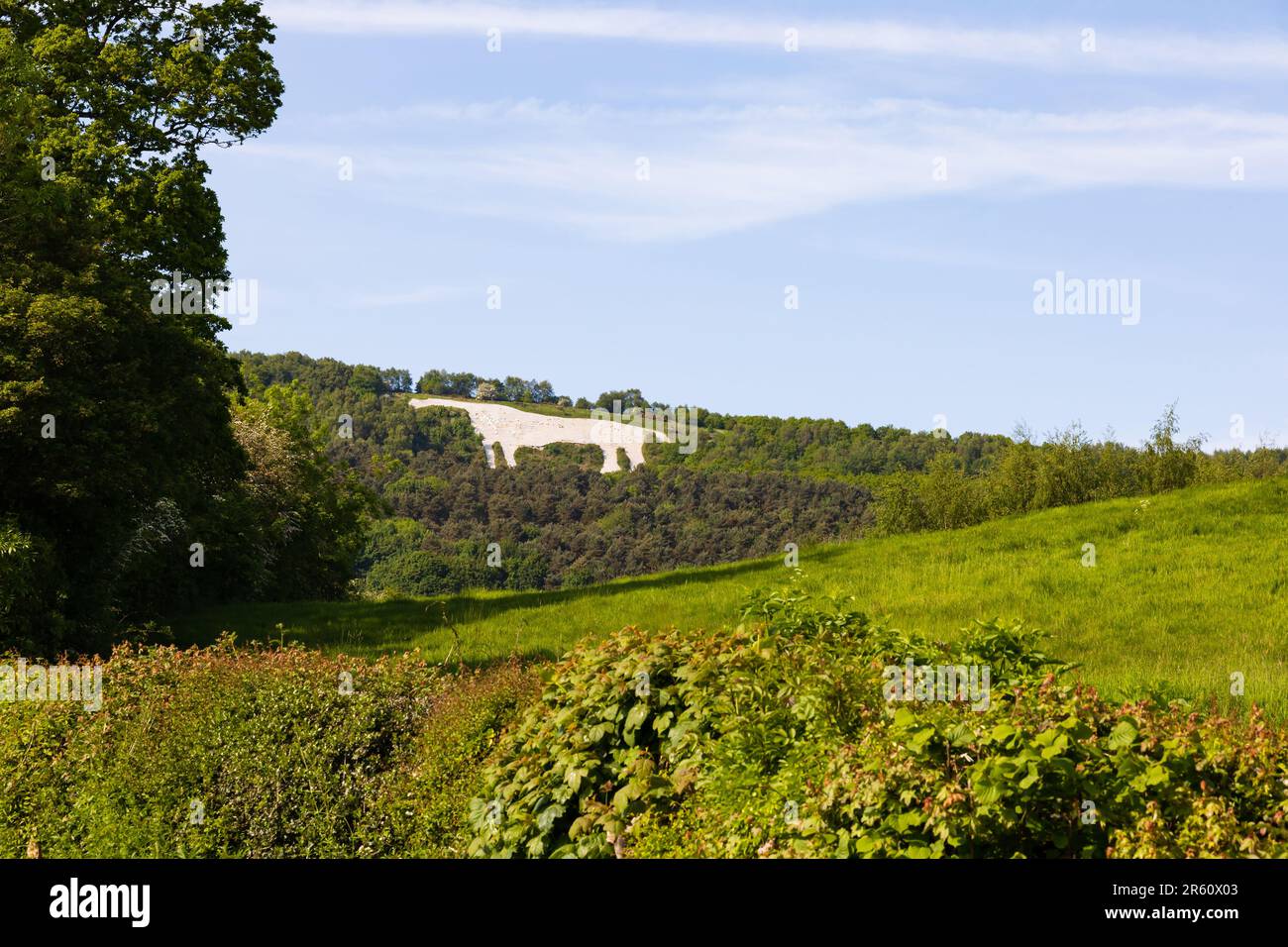 Das Kilburn White Horse wurde in den Hügel von Kilburn, unterhalb der Sutton Bank, gehauen. North Yorkshire Moors National Park, England Stockfoto
