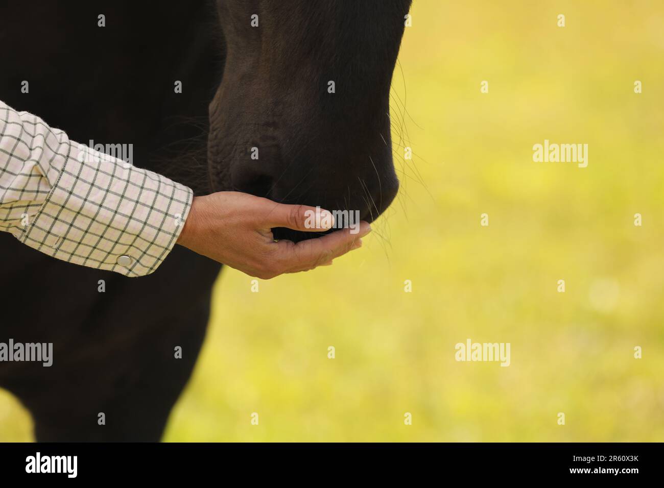 Nahaufnahme der Hand einer Frau, die einen Maulkorb berührt Stockfoto