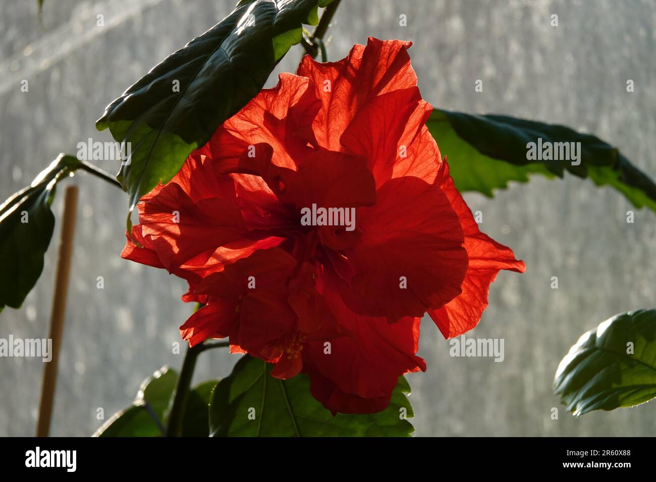 Hibiskus- oder Porzellanrosenblütenpflanze in der Blütezeit Stockfoto