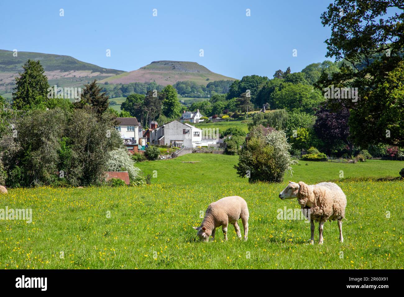 Schafe weiden auf Ackerwiesen in Crickhowell Powys South Wales mit Tafelbergen hoch über der Stadt Stockfoto