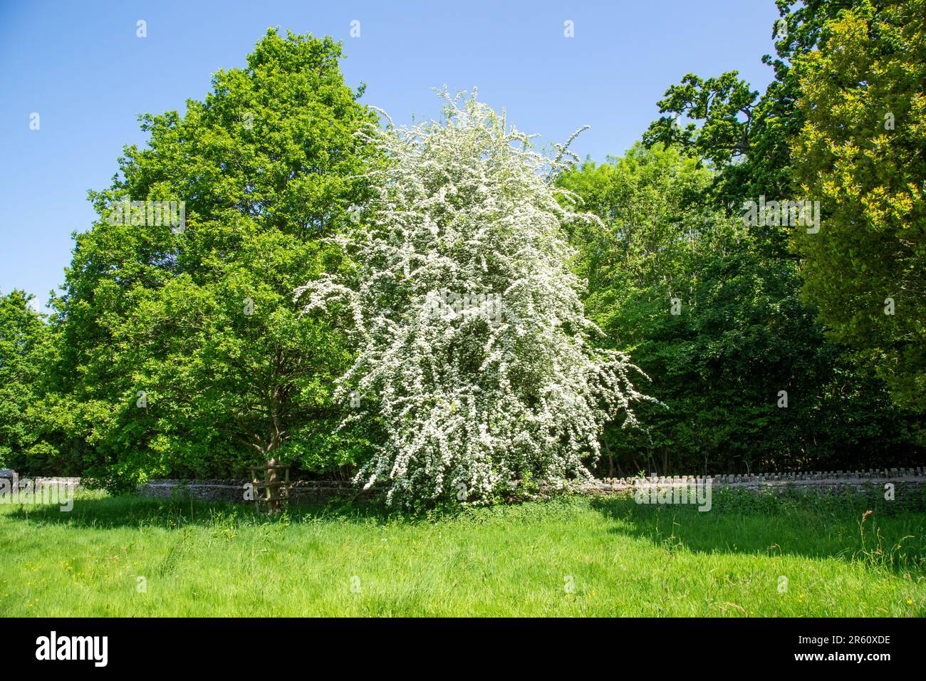 Hawthorne Baum in voller Blüte mit Mai Blüte in der britischen Landschaft Stockfoto