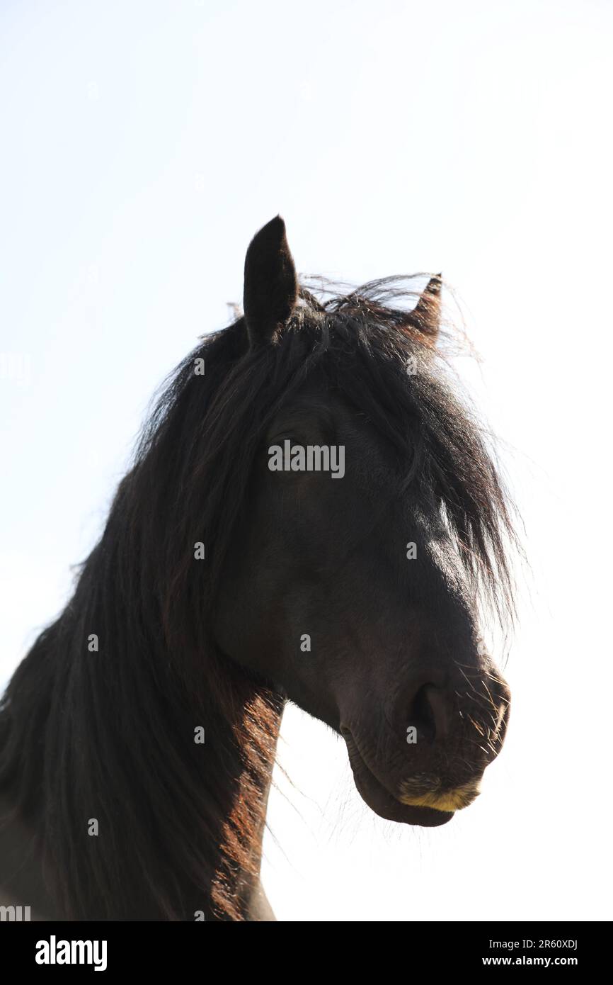 Porträt eines schwarzen Pony Stockfoto