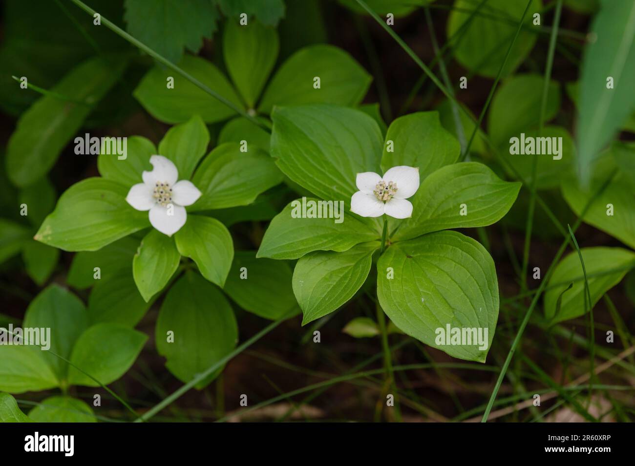 Dwarf Dogwood Flowers (Cornus canadensis), Elk Island National Park, Kanada Stockfoto