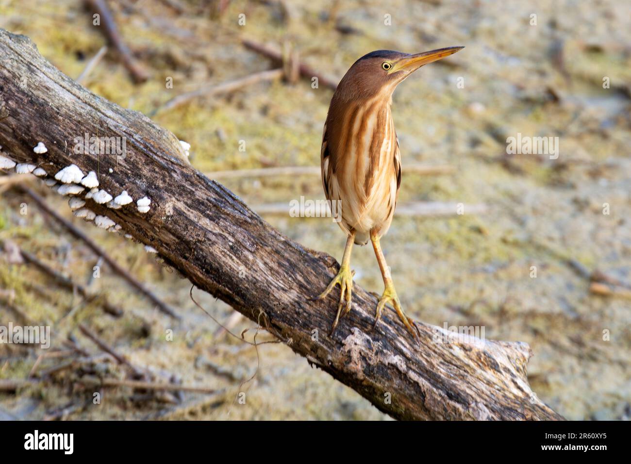 Tarabusino, Ixobrychus minutus, Sentina Naturschutzgebiet, San Benedetto del Tronto, Marken, Italien, Europa Stockfoto
