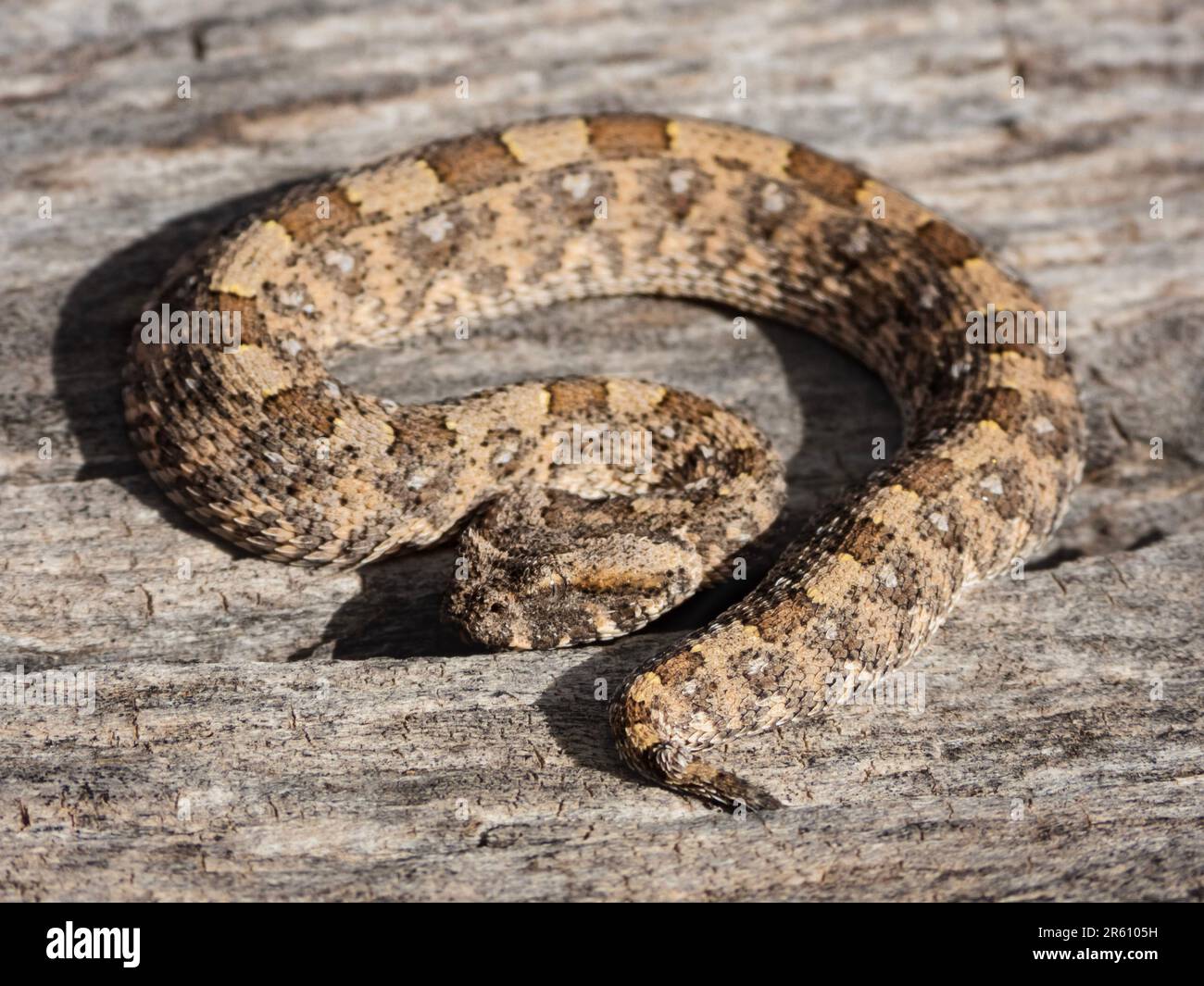 Eine Nahaufnahme eines Horned Adder (Bitis caudalis), einer gefährlich giftigen Schlange aus dem südlichen Afrika Stockfoto