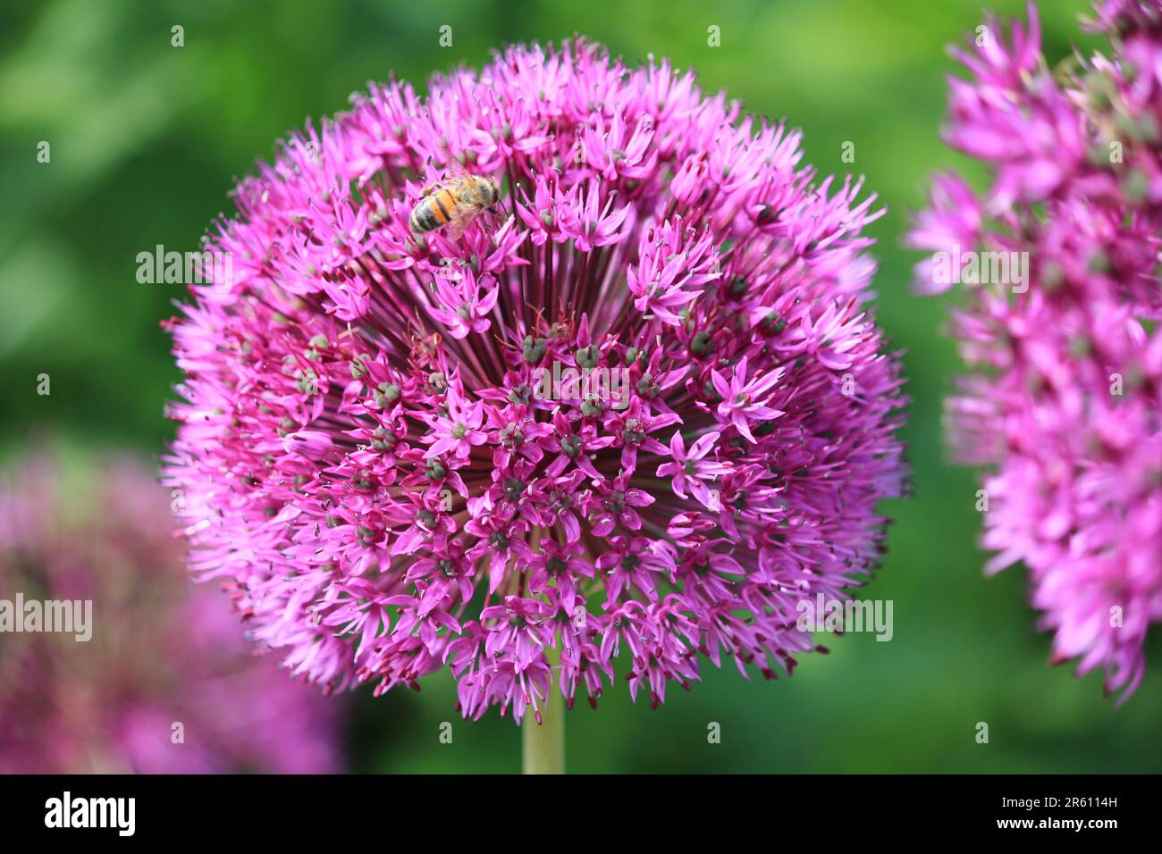 Allium giganteum Stockfoto