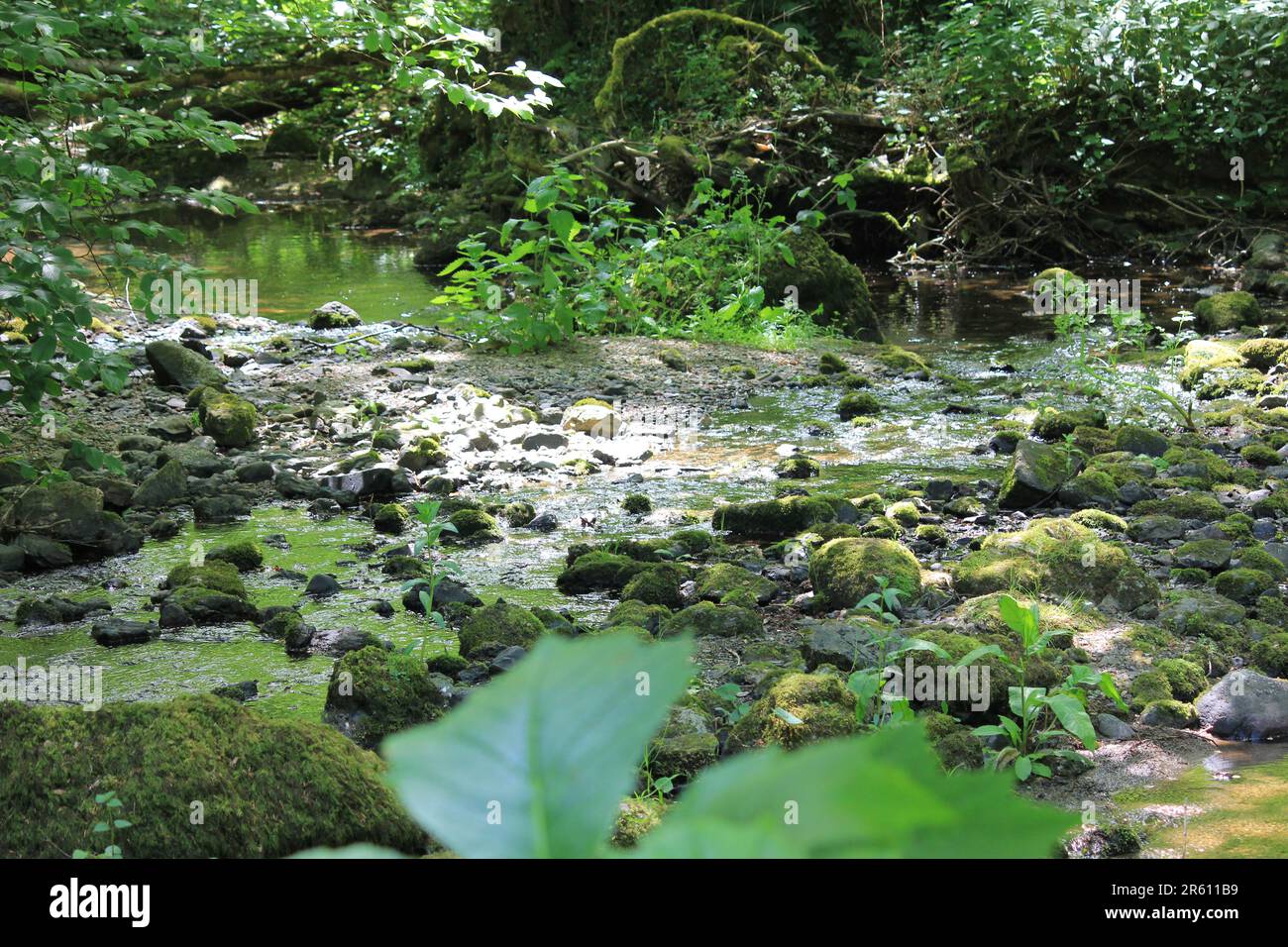 Plas Cadnant, Versteckte Gärten Stockfoto