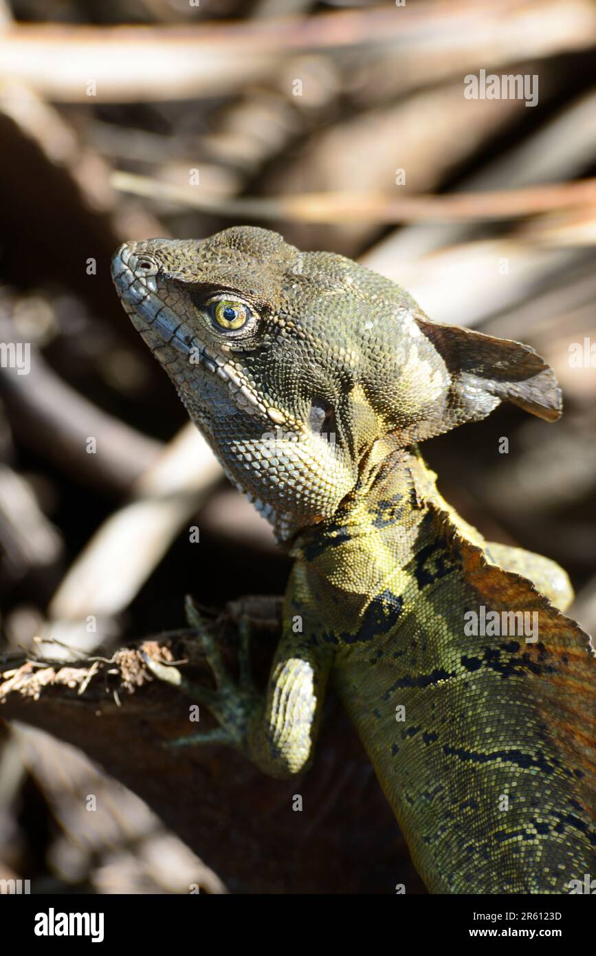 Gestreifter Basilisk oder Jesus christus Lizard (Basiliscus vittatus) im Waldgebiet des Corcovado Nationalparks, der Halbinsel Osa, Costa Rica. Stockfoto