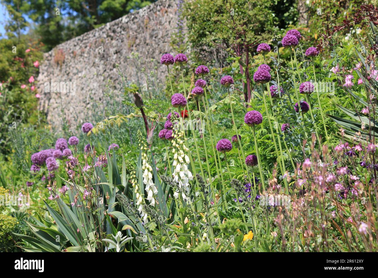 Allium giganteum Stockfoto