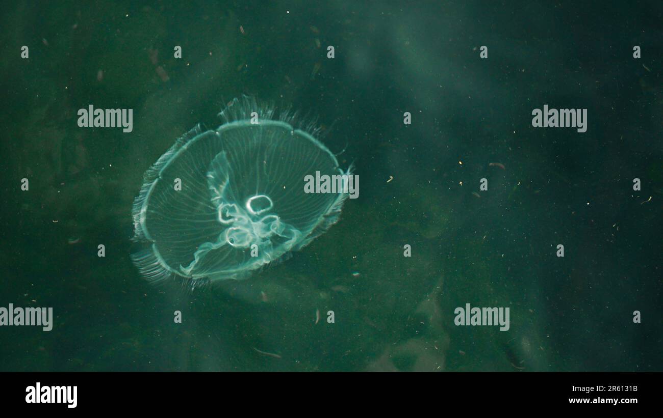 Quallen im Meer aus nächster Nähe Stockfoto