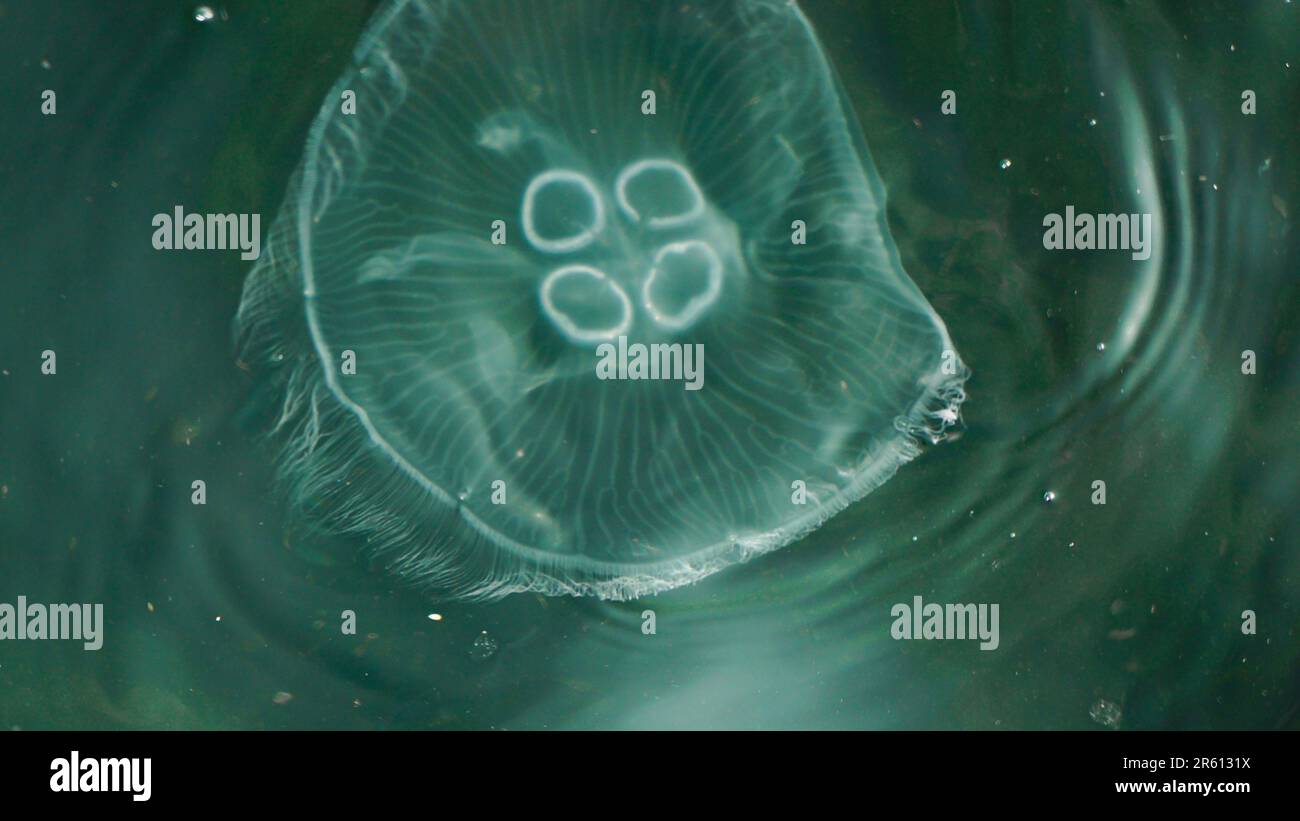 Quallen im Meer aus nächster Nähe Stockfoto