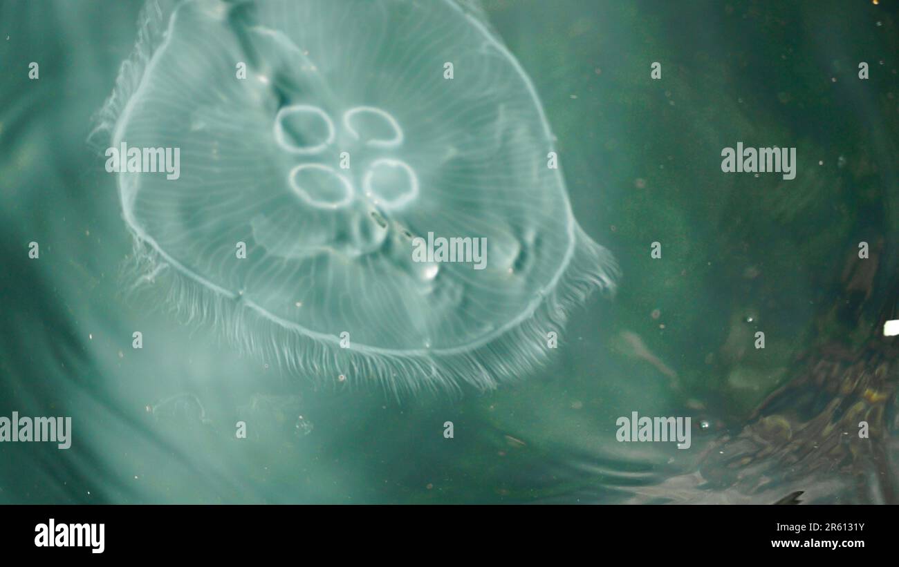 Quallen im Meer aus nächster Nähe Stockfoto
