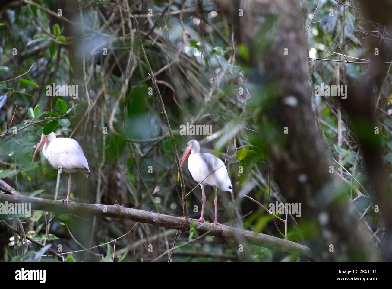 Weißer Ibis (Eudocimus albus) im Schutzgebiet in Puerto Jemenez, Osa-Halbinsel, Costa Rica. Stockfoto Weißer Ibis (Eudocimus albus) im Schutzgebiet in Puerto Jemenez, Osa-Halbinsel, Costa Rica. Stockfoto