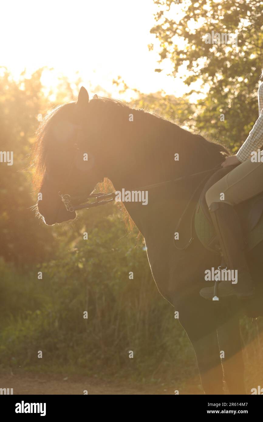 Eine Person, die an einem sonnigen Abend auf einem schwarzen Pferd reitet, gekürzt Stockfoto