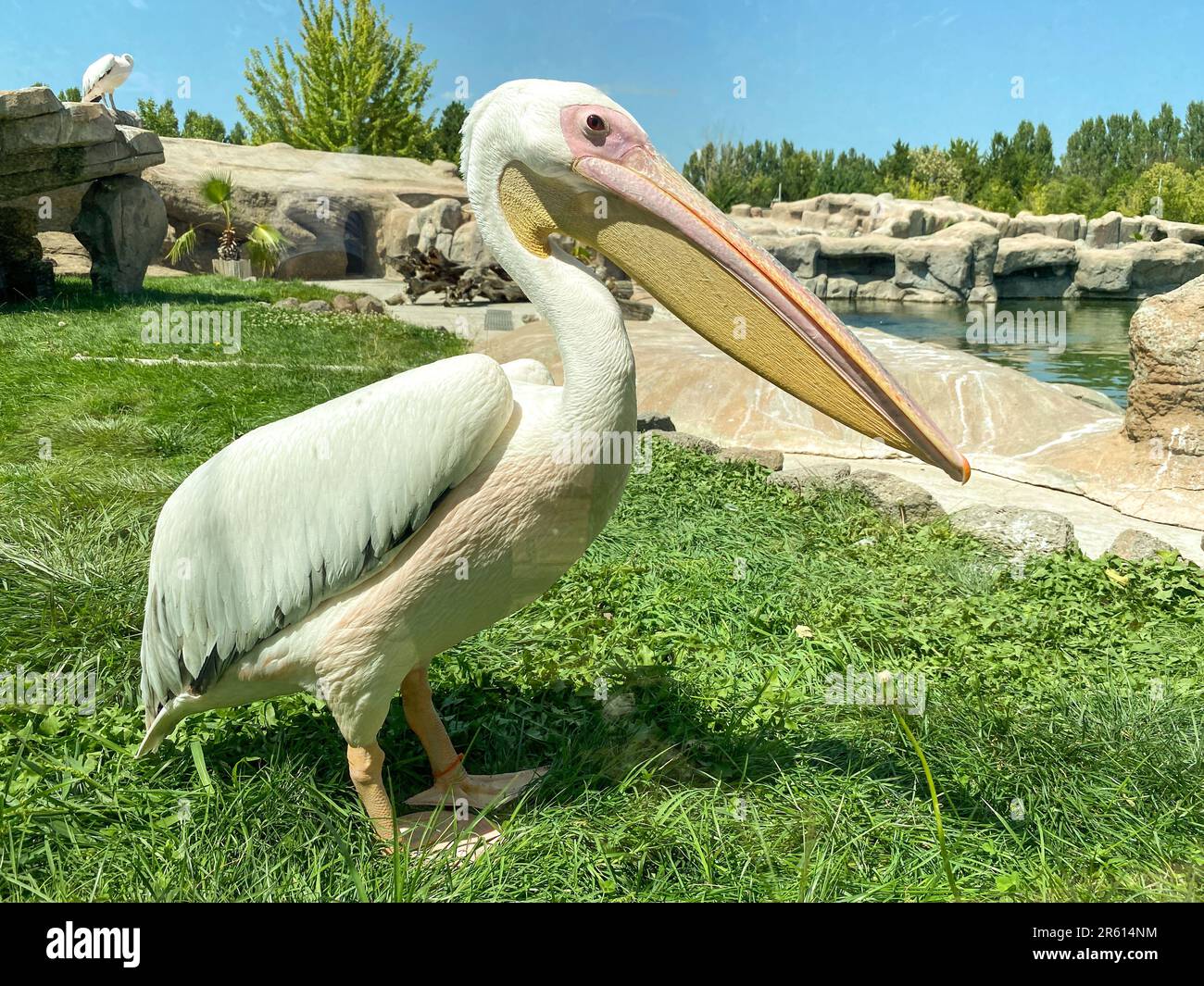 Pelikanvogel im Zoo aus nächster Nähe Stockfoto
