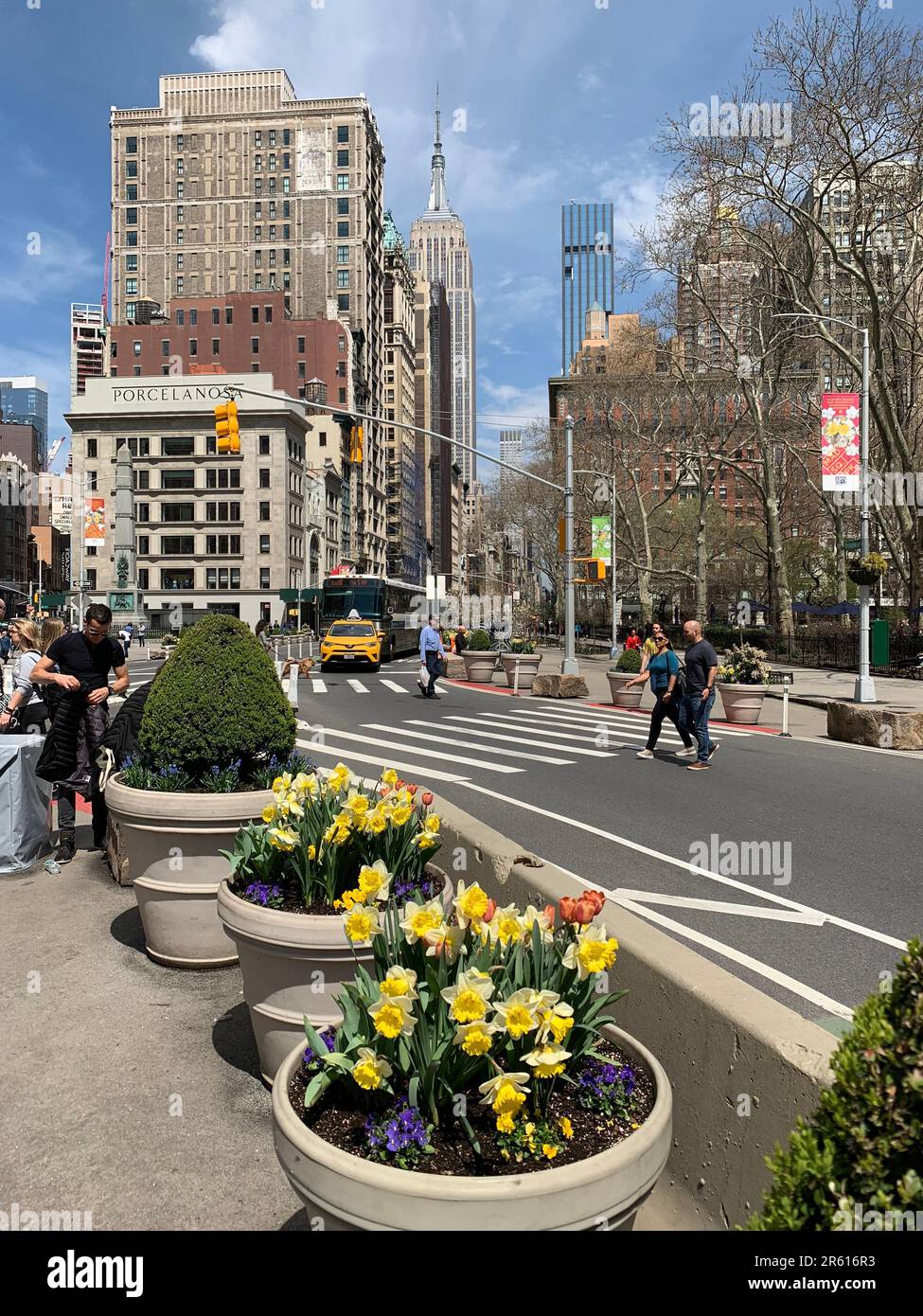 An einem Frühlingstag sind die Fifth Avenue und der Broadway in New York City mit blühenden Narzissen gesäumt Stockfoto