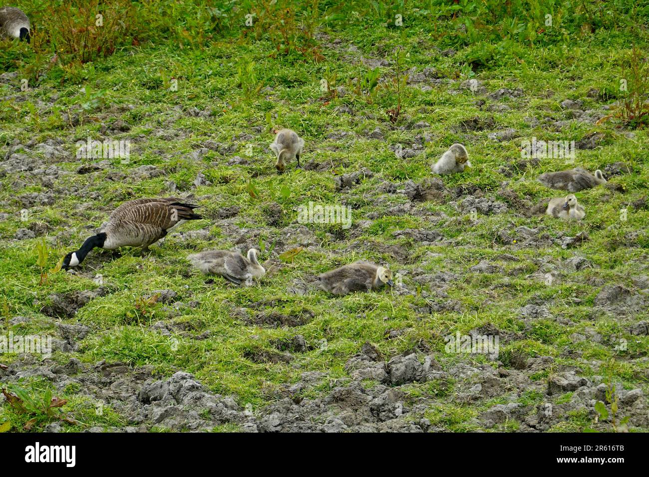 Eine Kanadier-Gans mit Goslings auf einem Feld in New Mills, Derbyshire Stockfoto