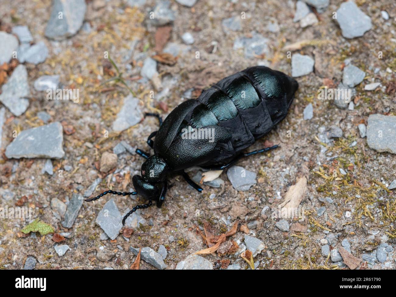 Ausgewachsener Violettkäfer, Meloe violaceus, eine vom Verlust des Lebensraums bedrohte Art im Vereinigten Königreich Stockfoto