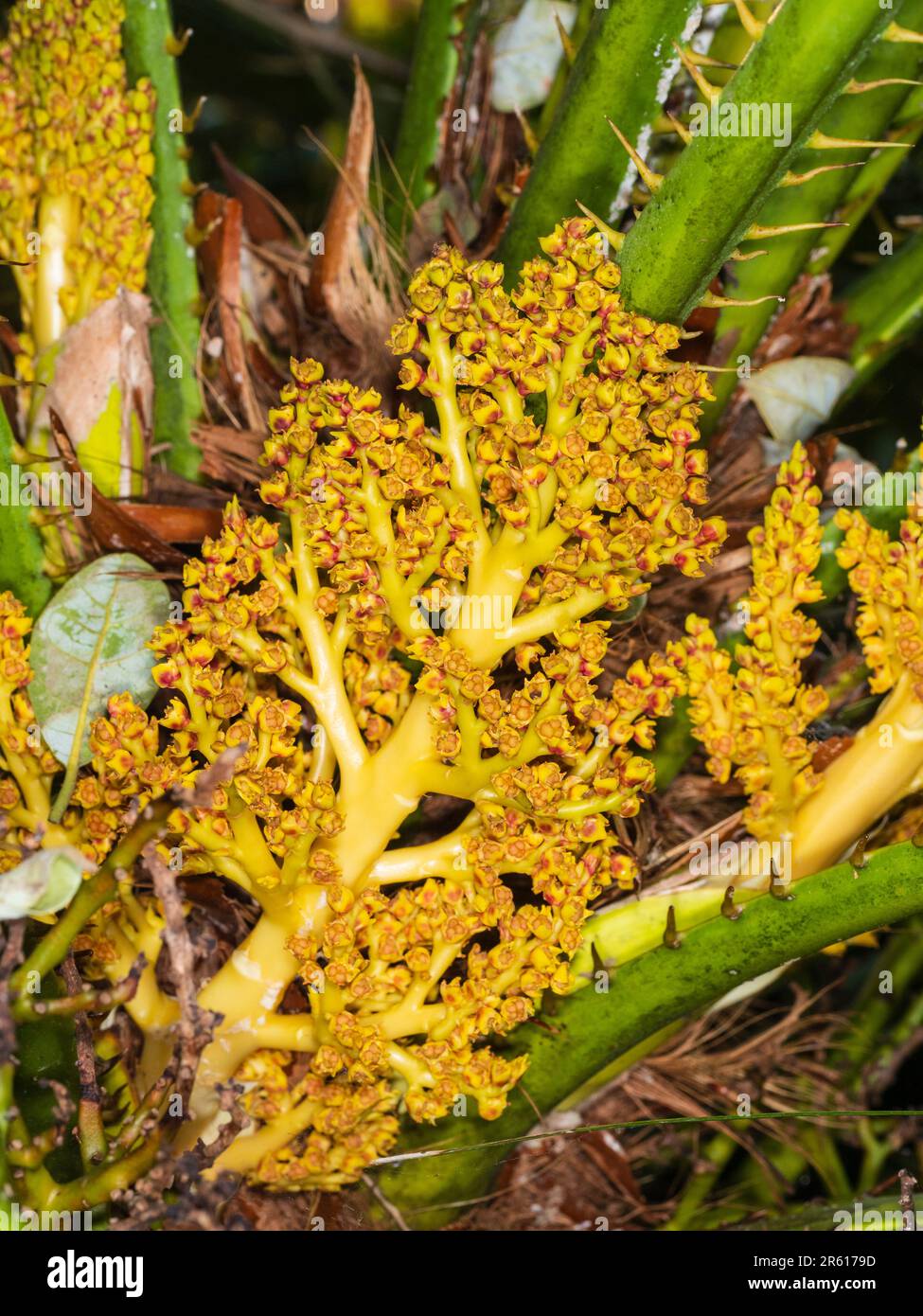 Goldene und rote verzweigte Blütenköpfe der relativ harten europäischen Fanpalme Chaemerops humilis, die Samen setzen Stockfoto