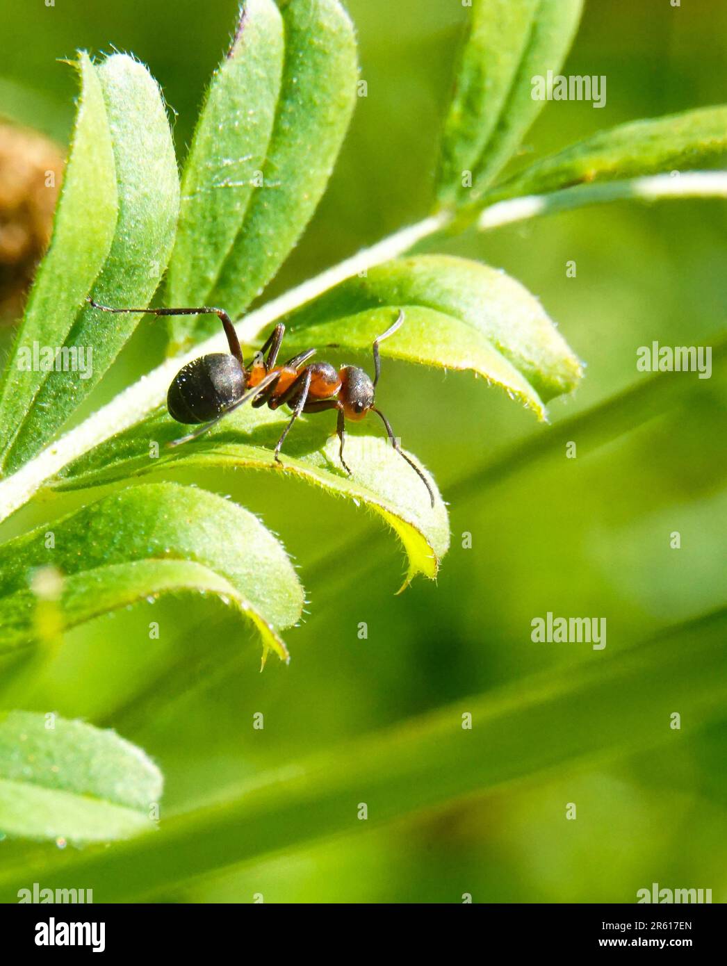 Ameisen suchen nach Nahrung auf grünen Ästen. Arbeiterameisen laufen auf den Ästen, um das Nest im Wald zu schützen Stockfoto