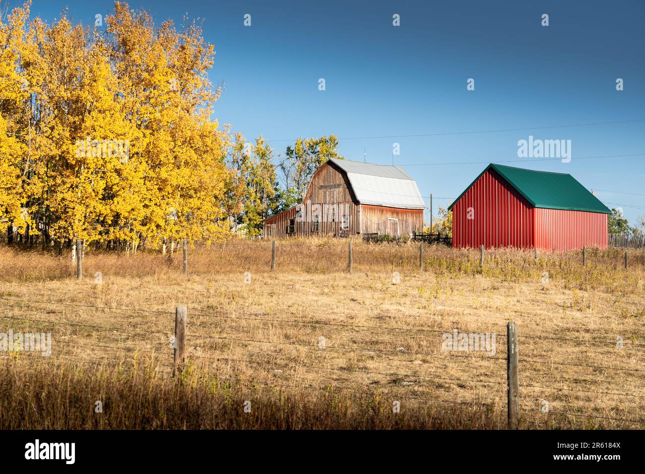 Rustikale rote Scheune und ländliche Anlage in Herbstfarben im Rockyview County, Alberta, Kanada Stockfoto
