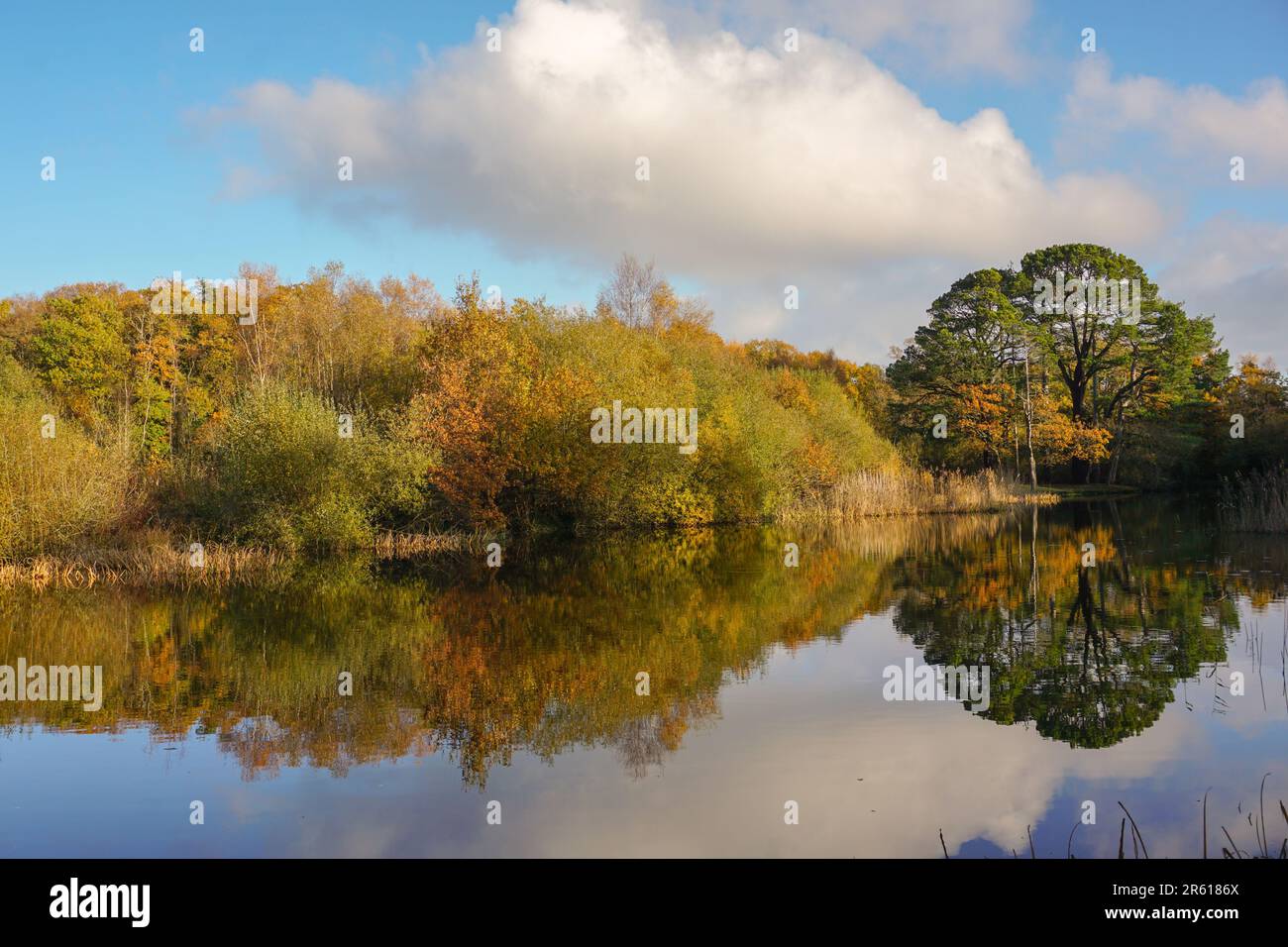 Malerischer Blick auf den malerischen See und die Parklandschaft. Herbsttag mit Baumreflexion im ruhigen See Stockfoto