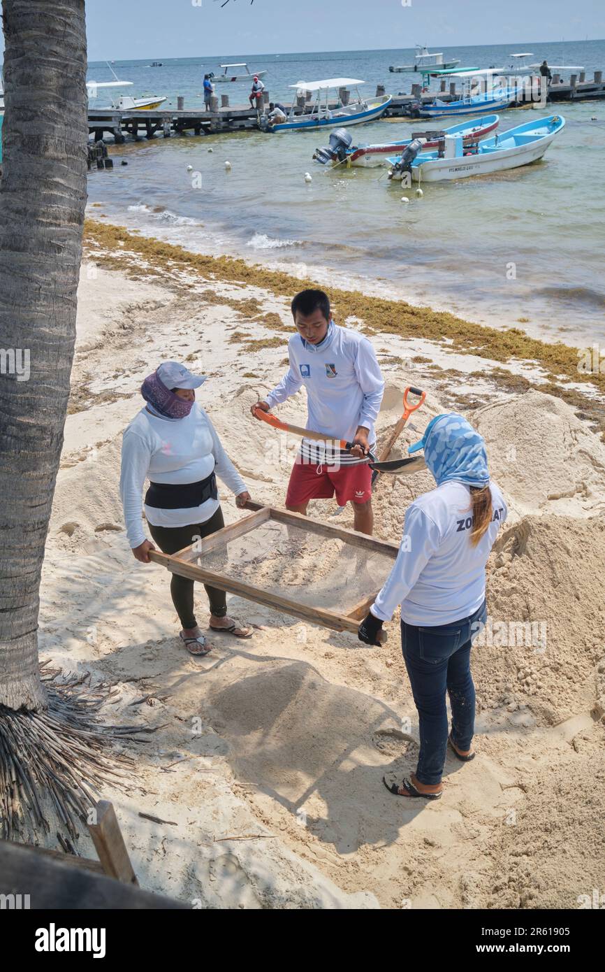 Blue Flag Arbeiter reinigen den Strand Sand in Puerto Morelos Yucatan Mexiko Stockfoto