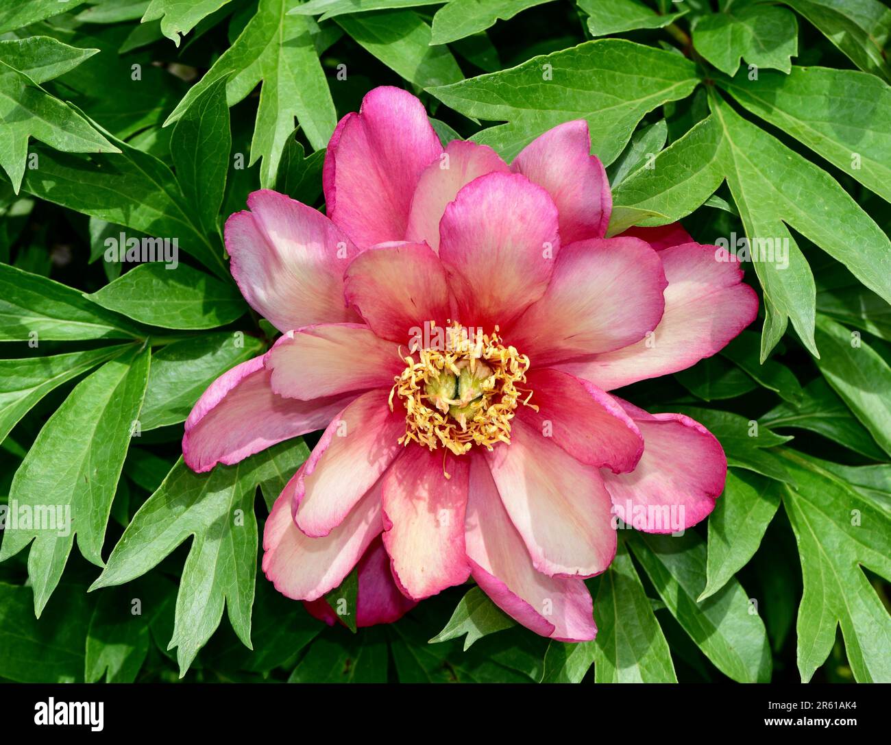 Eine leuchtend pinkfarbene Pfingstrose mit großen Blütenblättern im Garten Stockfoto