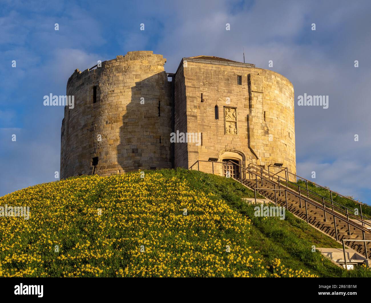 Cliffords Tower mit gelben Narzissen auf dem Grashügel, der an einem sonnigen Frühlingsmorgen vor blauem Himmel zu sehen ist. York, Großbritannien Stockfoto