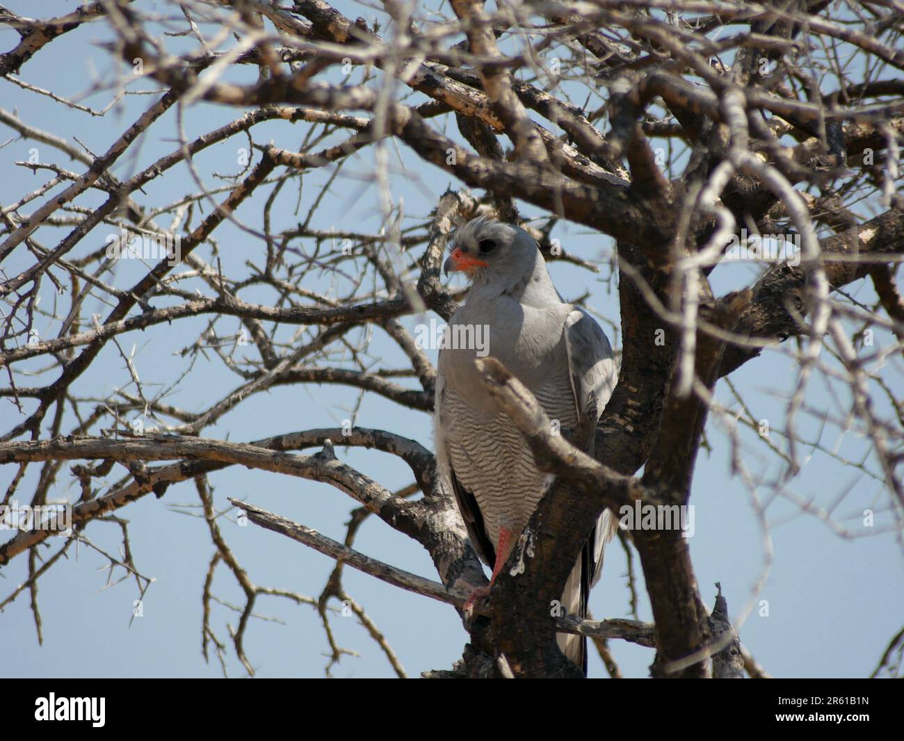 Afrikanischer Vogel sitzt auf einem Baum Stockfoto