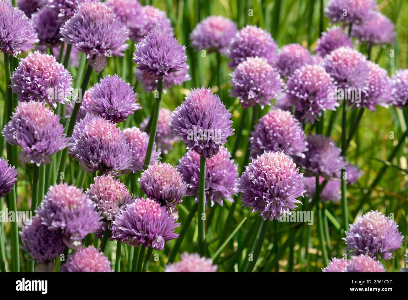 Violette Schnittlauch-Blumen im Garten, Allium schoenoprasum, Nahaufnahme Stockfoto