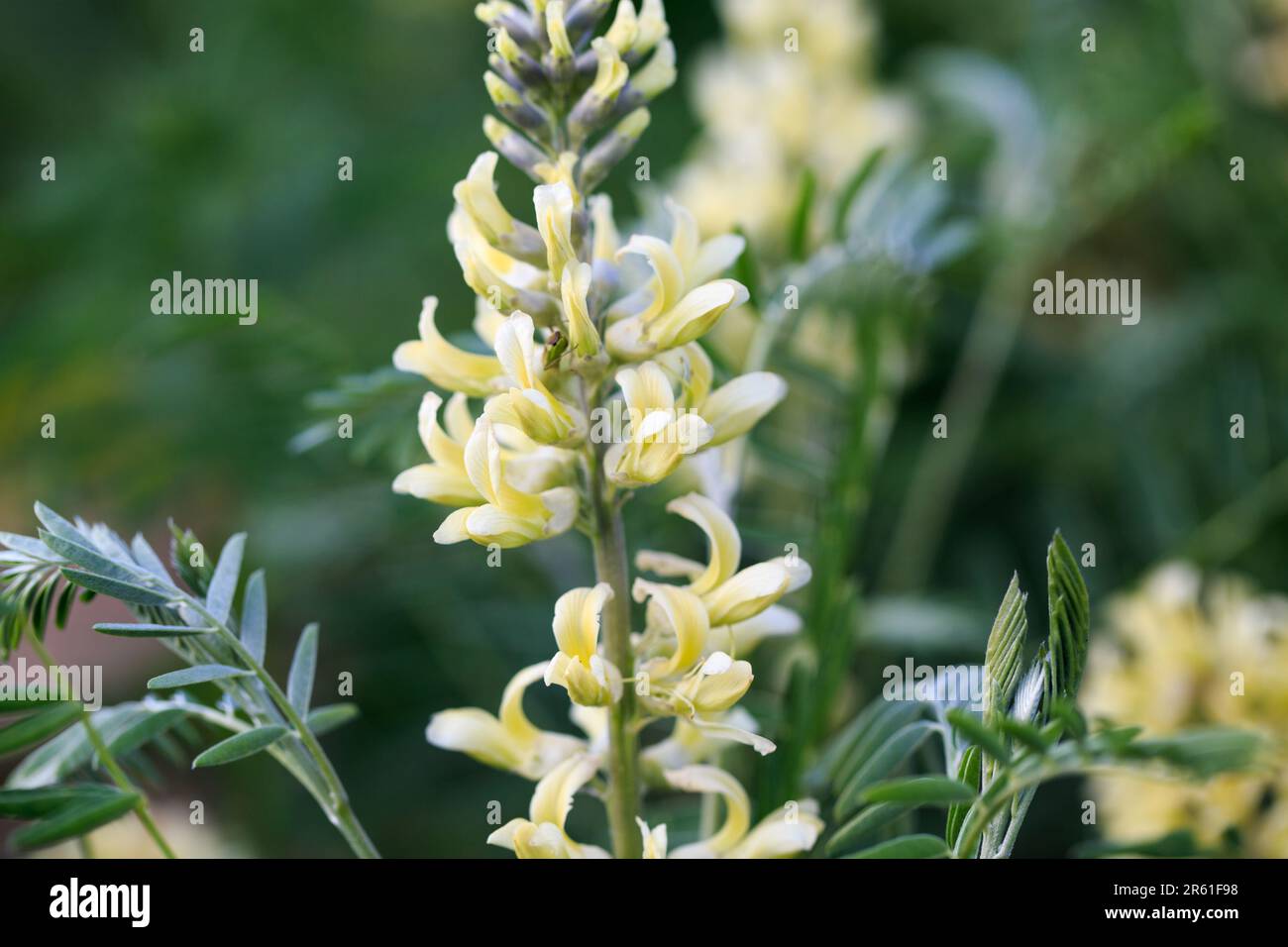 Sophora foxtail, Sophora alopecuroides, Sophora vulgaris, ganzjähriges Heilkraut. Eine Art der Gattung Sophora in der Leguminosen-Familie Fabaceae Stockfoto