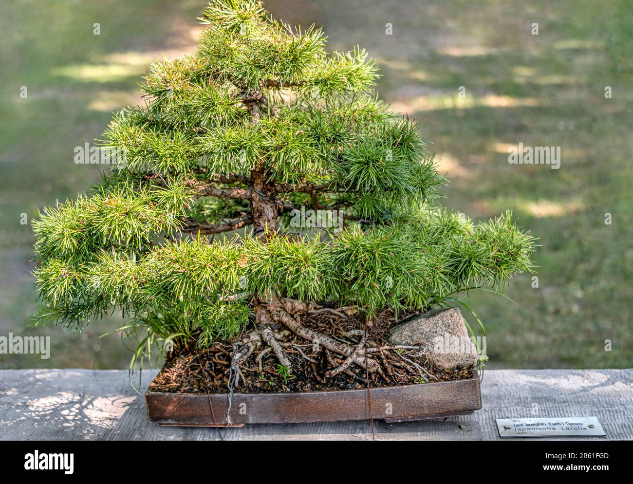 Nahaufnahme einer japanischen Lärche oder Karamatsu (Larix Kaemferi) Bonsai in einem Garten Stockfoto