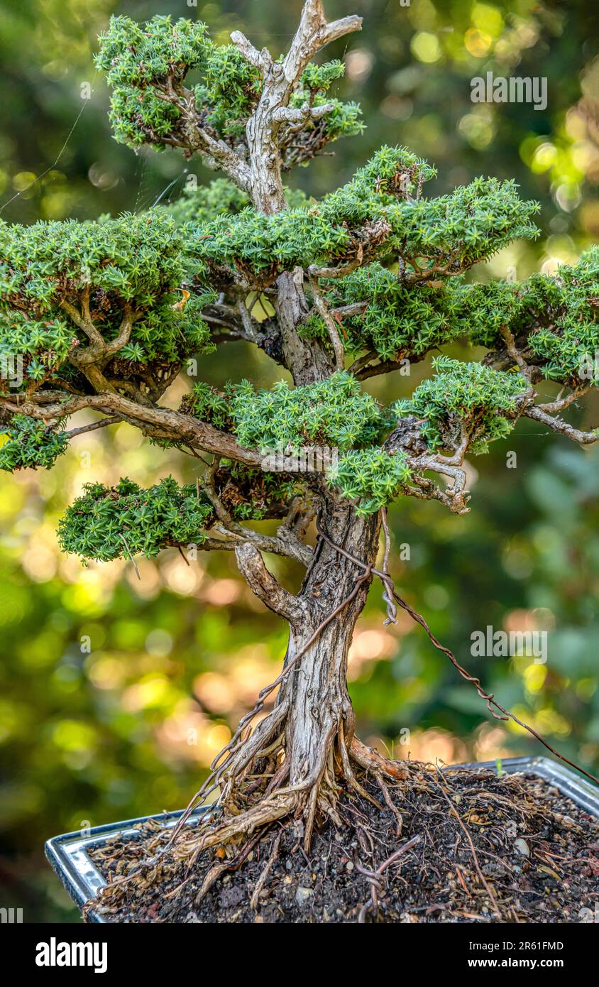 Zeder bonsai -Fotos und -Bildmaterial in hoher Auflsung  Alamy