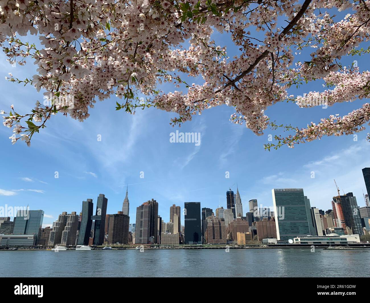 Im Frühling säumen blühende Kirschbäume den Blick auf Manhattan und die Skyline von New York Stockfoto