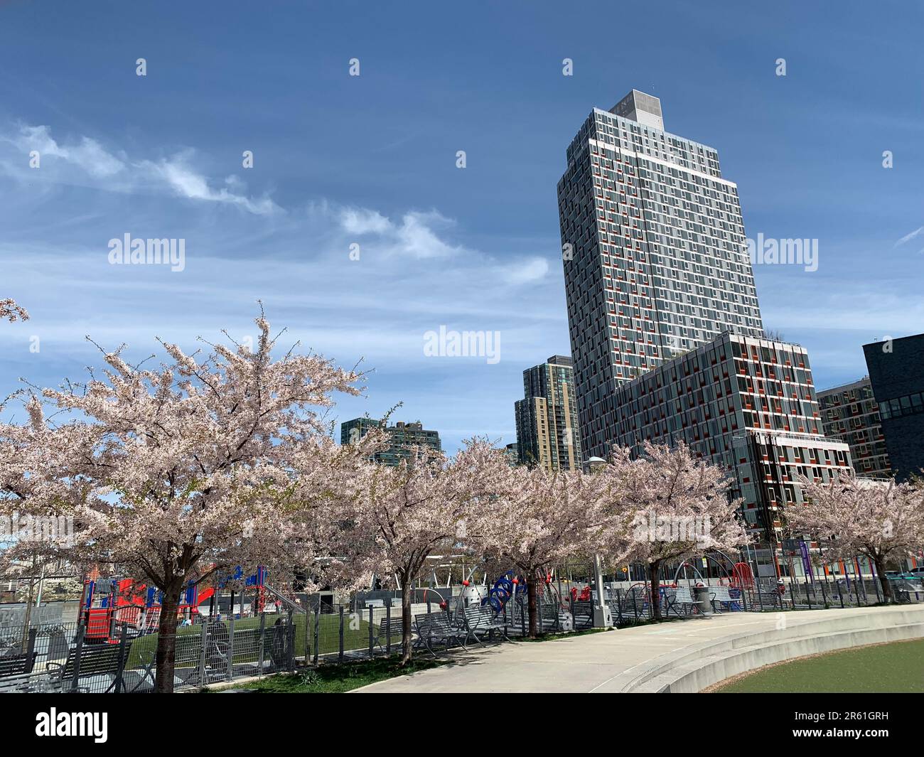 Ein Apartmentgebäude in Long Island City, Queens, New York, ist im Frühling von blühenden Kirschbäumen umgeben Stockfoto
