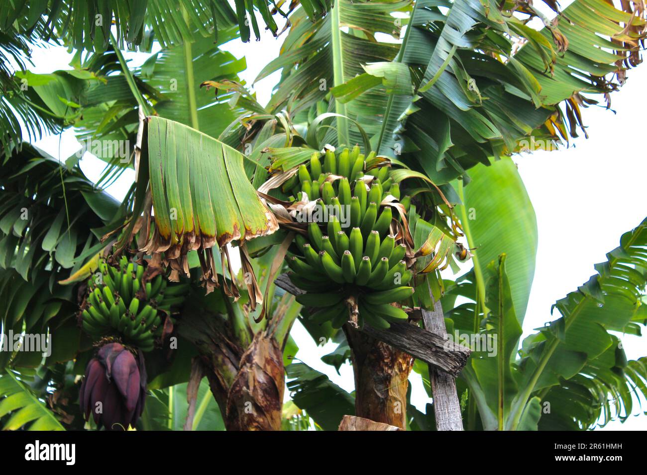 Bananenbaum Stockfoto