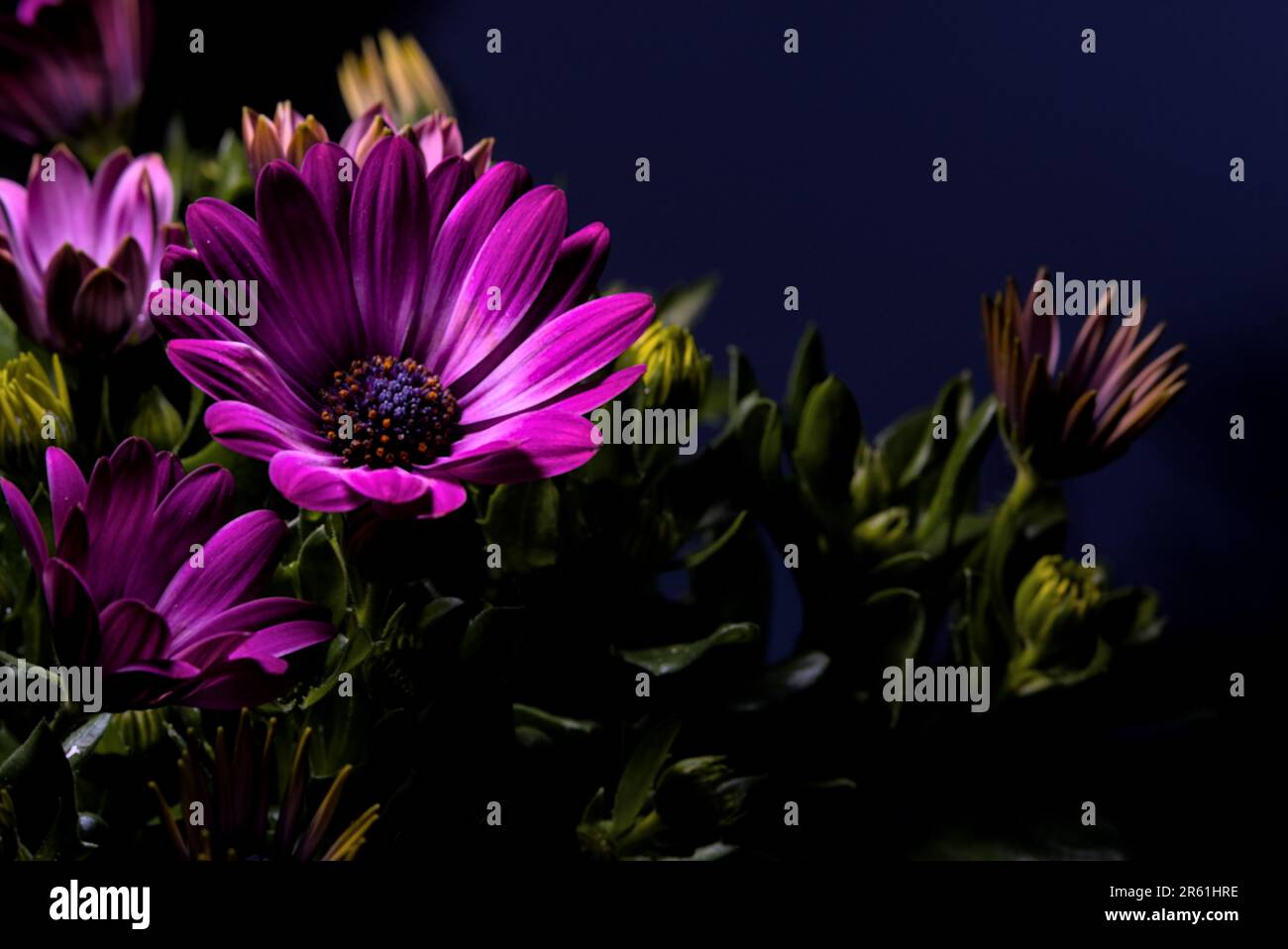 Ein leuchtendes und lebendiges violettes Blumenstrauß mit Osteospermum-Blumen Stockfoto