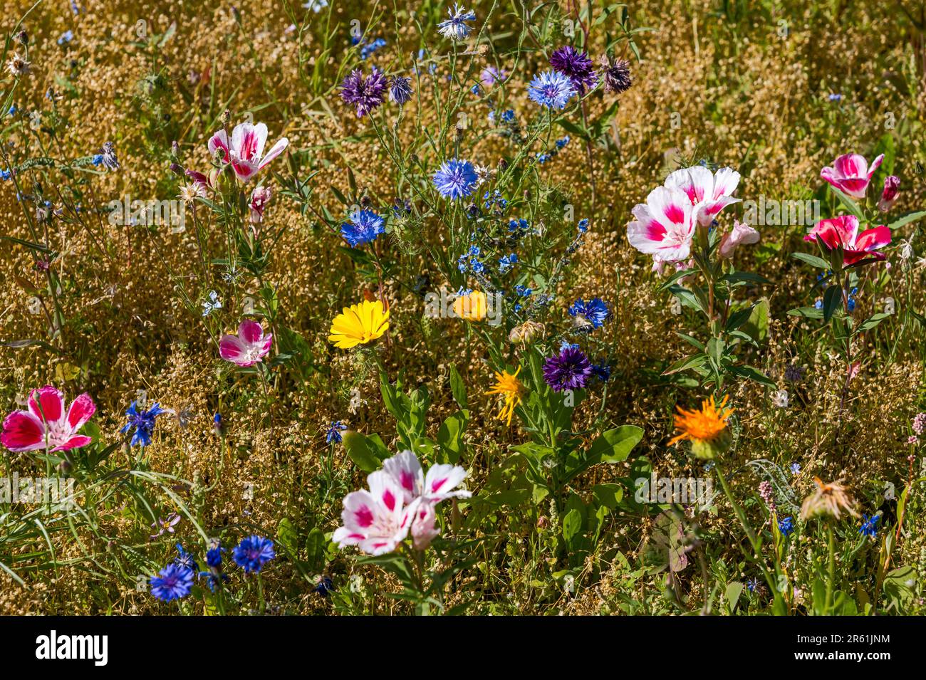 Farbenfrohe Wildblumen in der Sommersonne, East Lothian, Schottland, Großbritannien Stockfoto
